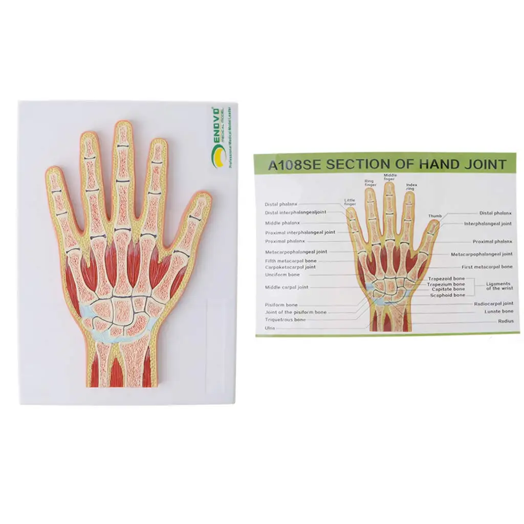 

1:1 Human Hand Muscle Skeleton Wrist Joint Model Medical Anatomical Model for School Teaching Tool Learning Display Lab Supplies