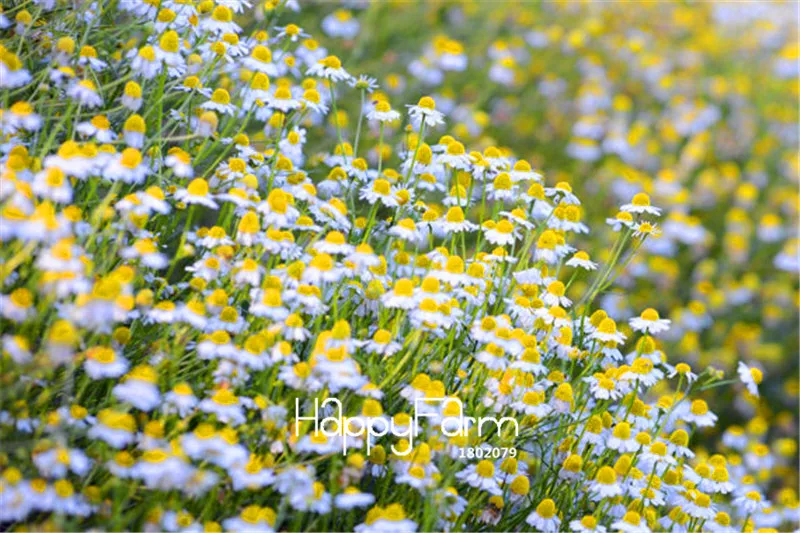 

100 Pcs/Bag Promotion! German Fragrant Chamomile Flower bonsai Heirloom NON-GMO