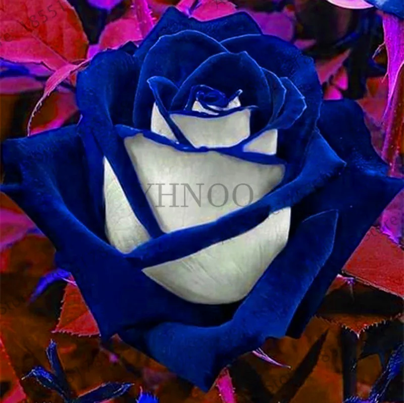 Loss Promotion!200 pcs/bag Rare blue pink rose garden bonsai flower plant for home grden plnat pot easy growing fragrant High Ge