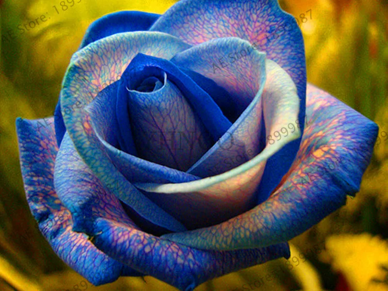 

New Arrival!120 Pcs/pack Rare Holland Rainbow Rose Plants Flower Home Garden rare rainbow rose flower Bonsai Easy to grow,#PU0A