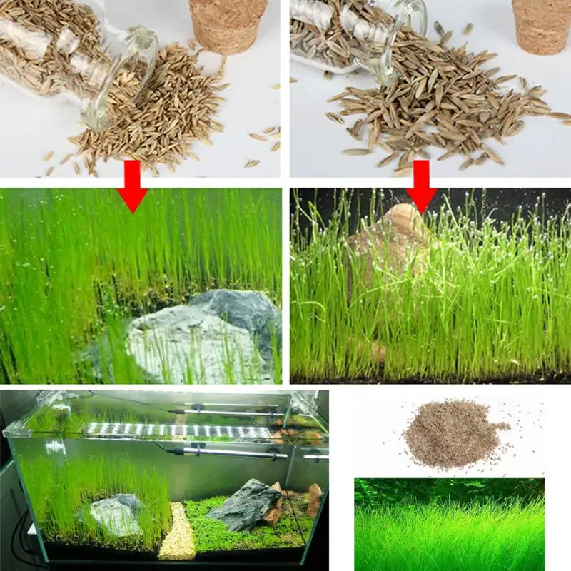 Горячее растение аквариум с травой аквариум для рыб растения перспектива трава сеялка трава озеленение растение украшение