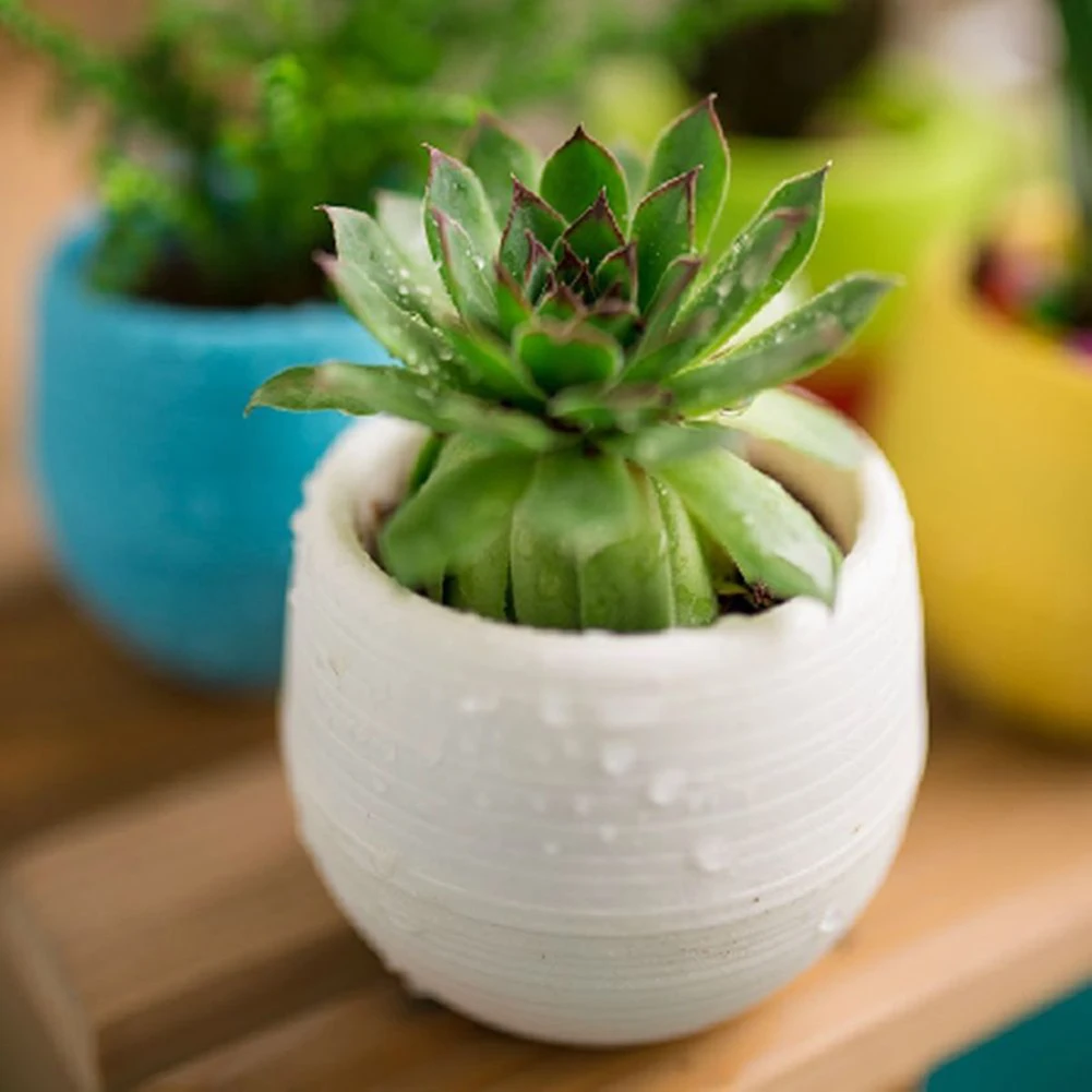1pc Cute Resin Succulent Plants Flower Pot Saucer Tray Planter