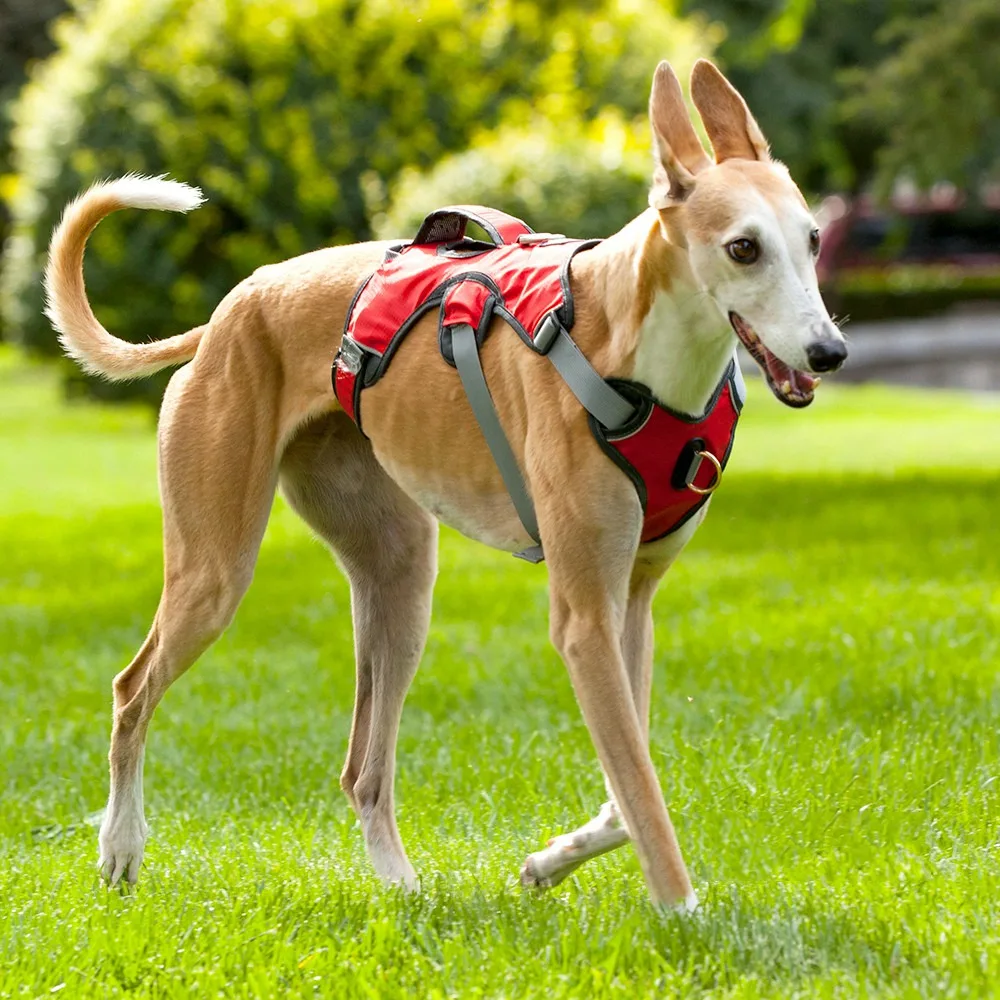 Новый братец кошка собака Harn Walk жилет для больших Dogsdog Harness собак красный|Собачьи