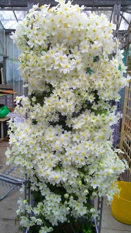 Koop Echt! gratis schip clematis bollen, clematis bonsai mix, clematis hybridas Klimmen planten tuin landschapsarchitectuur, 100 flores, # 16D8JU