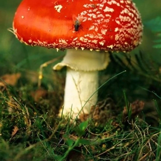 Royaume Uni Voler Champignons Agaric Champignons Affiche Imprimer Par David Slater 12x17 Aliexpress