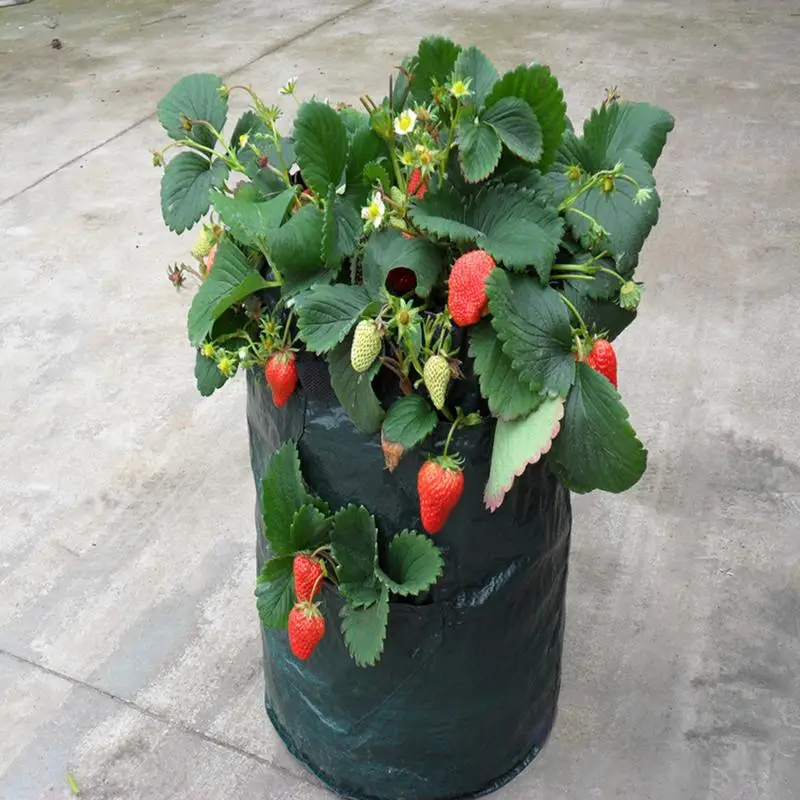 

Plant Bag 4-Layer Felt Wall Hanging Pocket Plant Growing Bag Gardening Strawberry Potato Planting Bag