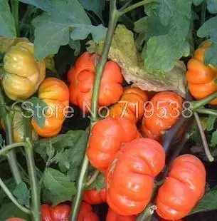 

Gold and silver eggplant bonsais varieties sightseeing garden potted ornamental varieties bagged 100pcs