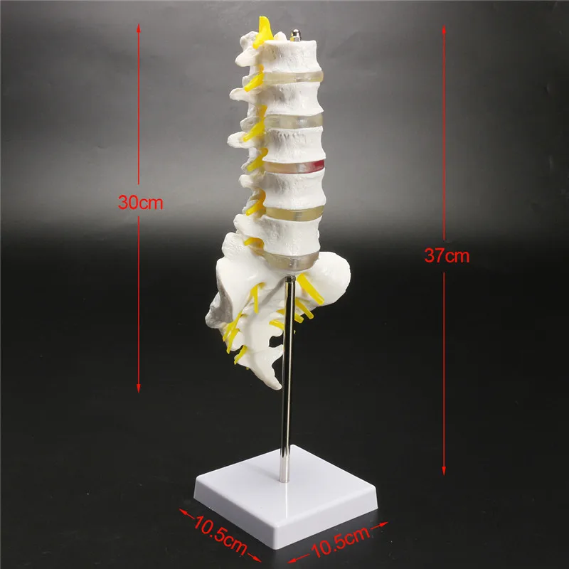 30 см в натуральную величину хиропрактики человека анатомическая поясничная позвоночника анатомическая модель школы образовательная медицинская обучающая модель инструмента