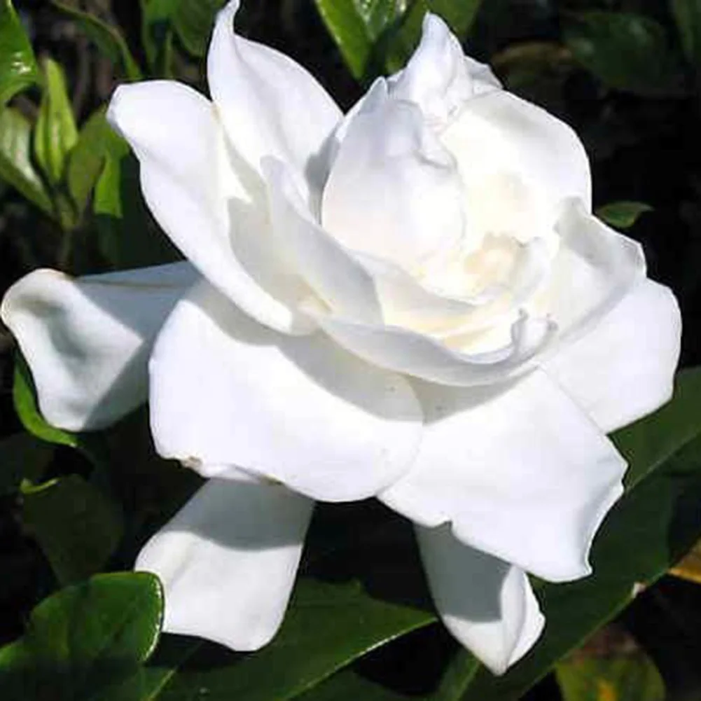 New Seedsflower Gardenia Bonsai Potted Plant 100 PCS Garden Flower Seedsplants Outdoor Decor Flower Pot Wholesale New Seedsflower Gardenia Bonsai Potted Plant 100 PCS Garden Flower Seedsplants Outdoor Decor Flower Pot Wholesale