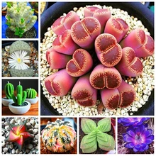 100 pcs bag Real Mini Succulent Cactus Bonsai Rare Succulent Perennial Herb Pot Flower Indoor Planta