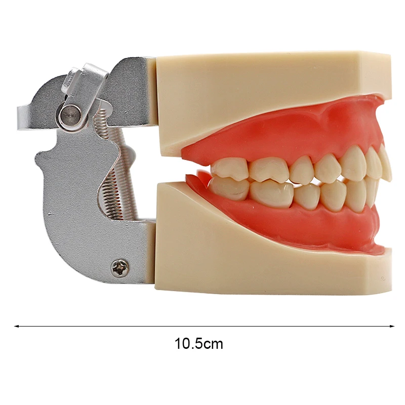 Стоматологическая стандартная модель съемных зубов Модель стоматологического исследования обучающая модель зубов мягкая модель десен стоматологический демонстрационный инструмент