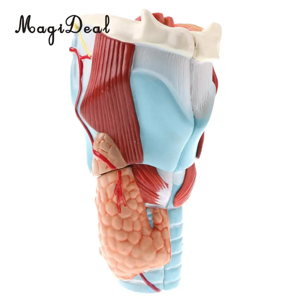 

Magnification 2x Human 5 Parts Pharynx&Larynx Skeleton Model School Teaching Medical Study Display Kits Tool Lab Supplies