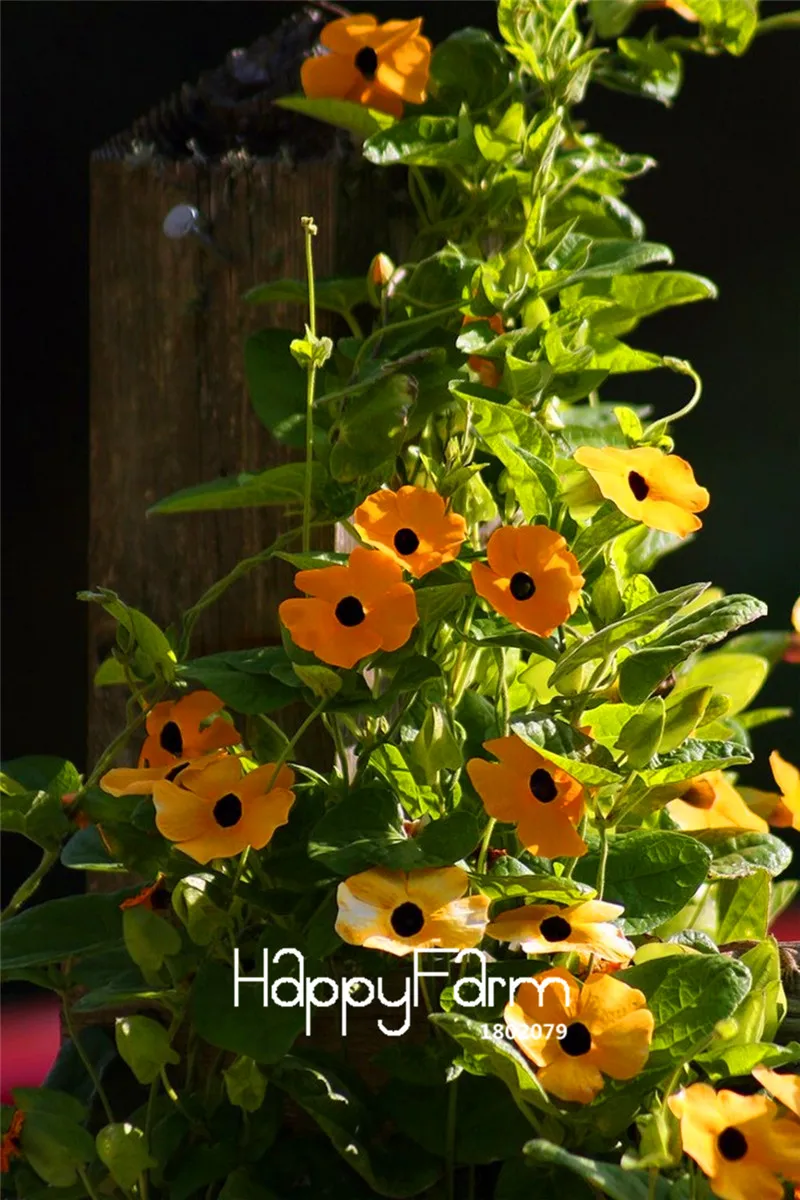

Time-Limit!! 100 Pieces/Bag Black-eyed Susan Vine Mix (Thunbergia alata) Organic Climbing Flowers bonsai