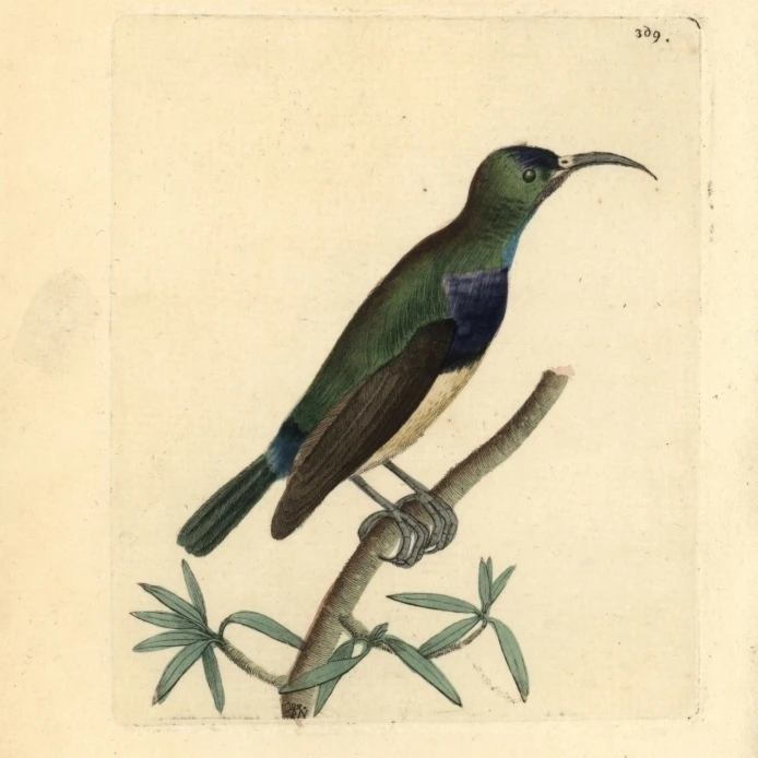 Переменная Sunbird Cinnyris Venustus постер печать Florilegius Мэри Эванс (24X36) | Дом и сад