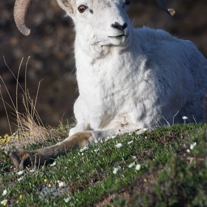 Dall Sheep Ram (Ovis dalli dalli) lying on a hillside in Denali National Park Interior Alaska Poster Print (24 x 38) | Дом и сад