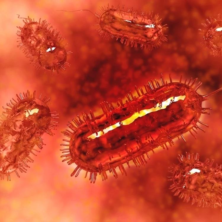 Grupo de la bacteria Escherichia coli células conocida como E Coli ...