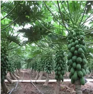 

Papaya Fruit bonsais Hainan Red Heart Papaya bonsais Multiple Results After Pulp Mature 10pcs