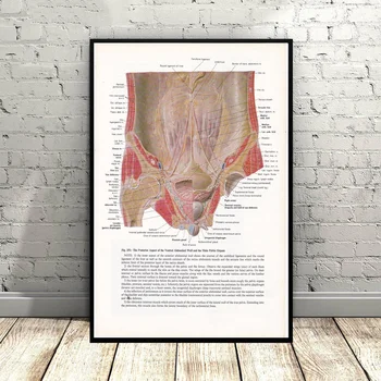 

Print of Bladder & Pelvic Medical Illustration Art Canvas Poster Wall Pictures for Living Room No Frame