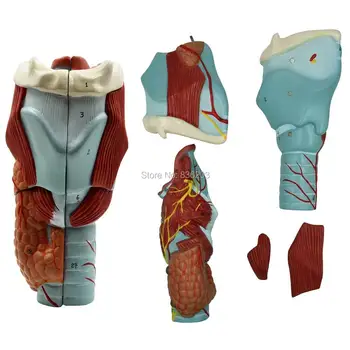 

Human medical Brain Anatomical 2x Human Removable 5 Parts Pharynx Larynx Anatomy traumatic pistols condoms instruments