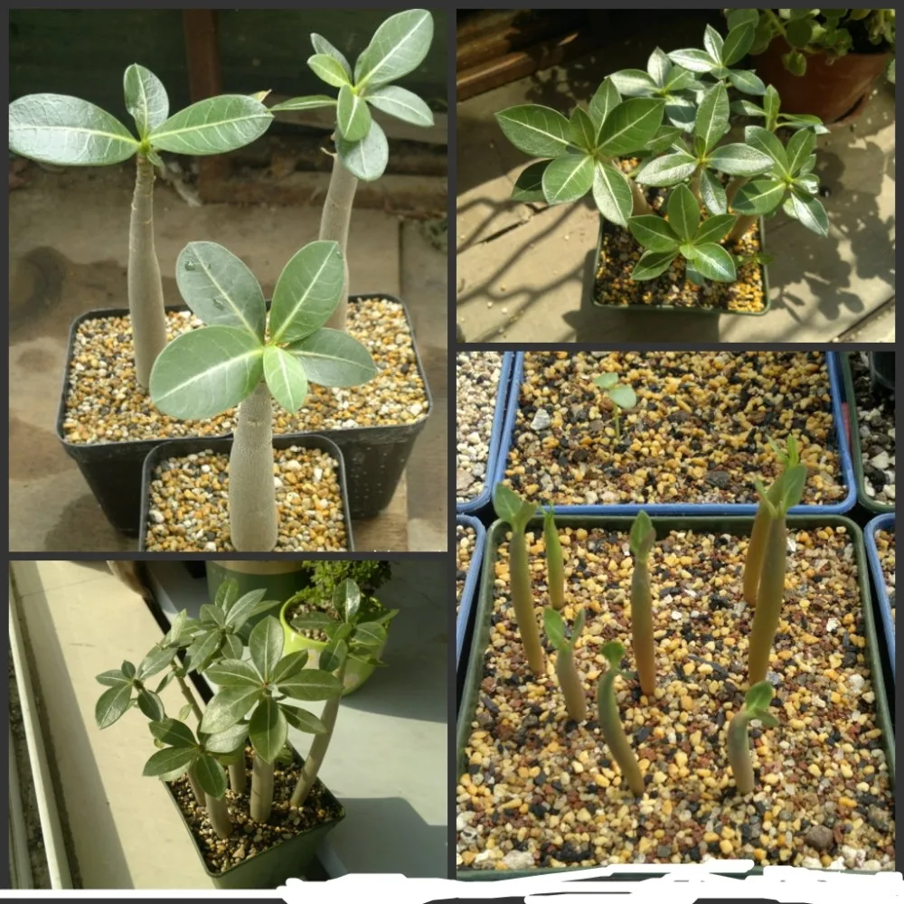 100% Fresh Real Adenium Obesum semillas - Bonsai Desert Rose Flower Plant Sementes S18-19