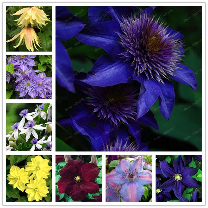 

Hot Selling 100pcs/bag Mix Beautiful Clematis plant Bonsai Flower flores for Home& Garden Easy Grow Free Shipping