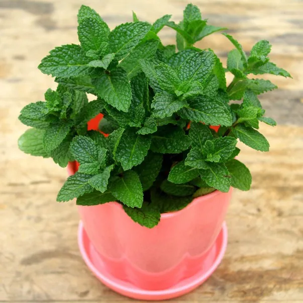 

1000pcs/Bag Mint Seedling Pot Herb Edible Plants In Bonsai Or Pot Balm Lemon Mint Organic Plants Vegetables For Home And Garden