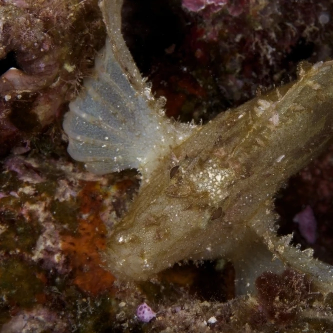 Leaf Scorpionfish stretching its pectoral fins to support itself on the reef Fiji Poster Print (34 x 22) |
