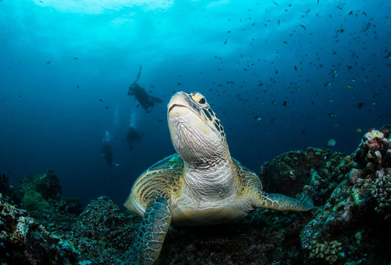 NiteScuba Дайвинг ручка лоток Locline гибкий светильник кронштейн для TG5 Gopro sony Canon Nikon камера корпус подводная фотография