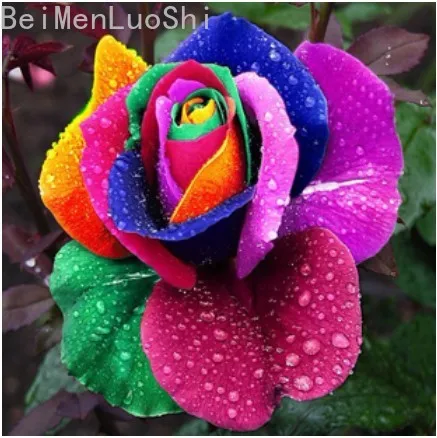

indoor plants flowers Colorful rose Flower Bonsai Seedsplants Indoor Potted Seedsflower , Exotic rose Rhizome Purify the Air