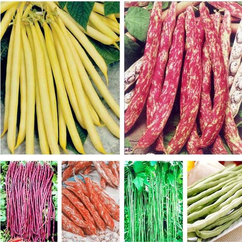 

Sale 5 Pcs Bonsai Bean Delicious Vegetable Phaseolus Vulgaris Plant Green Beans Natural Growth Healthy Food Garden Planta