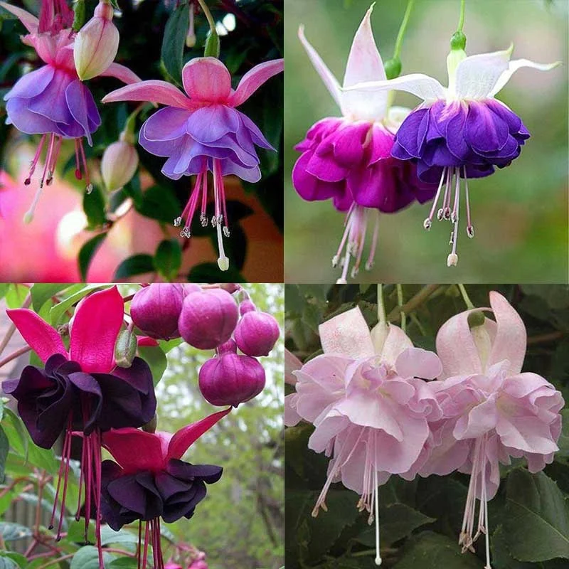 

Hot Lantern Flower Bonsai Seedsplants Garden Decoration Flower Seedling Plants Flores For Sale Seedsflower Free Ship Wholesale