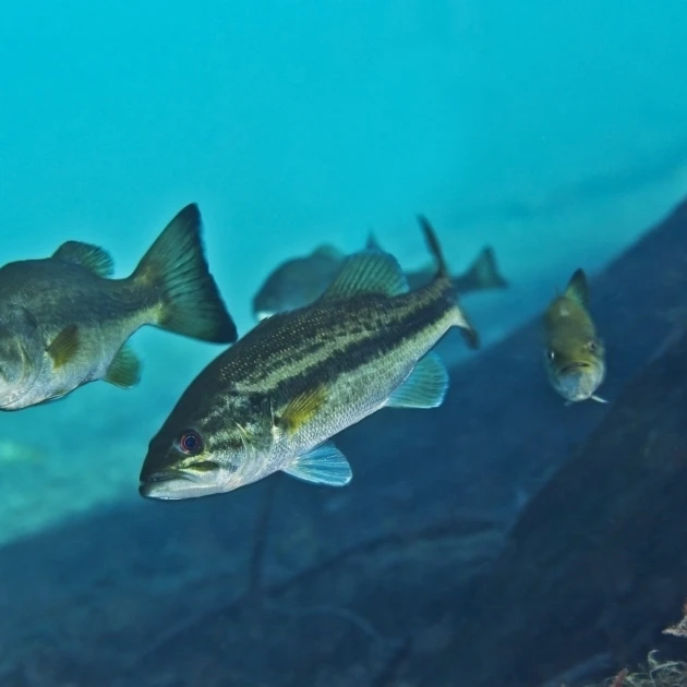 Банда Largemouth Bass swimming upstream Poster Print (35x22)|Таблички и знаки| |