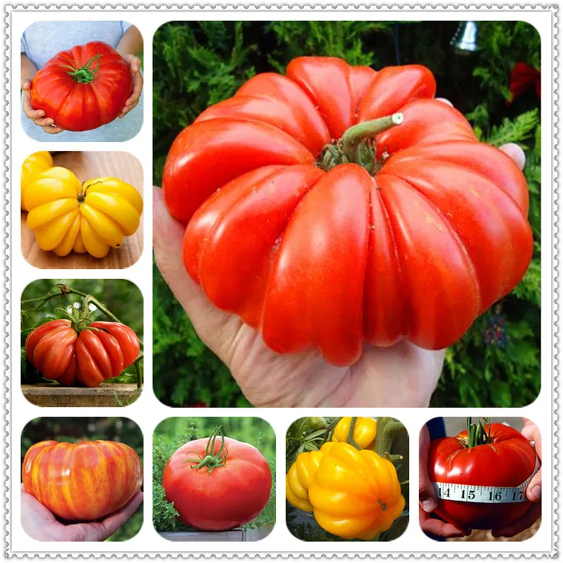 

Sale! 200Pcs Giant Tomato plants Organic Heirloom plants Vegetables Perennial Non-GMO Plant Pot For Home Garden Planting