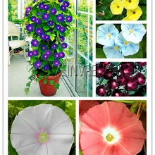 Новинка! 23 вида японской Утренней славы восхождение цветы бонсай, растения редкий желтый красный синий фиолетовый белый, 50 сад