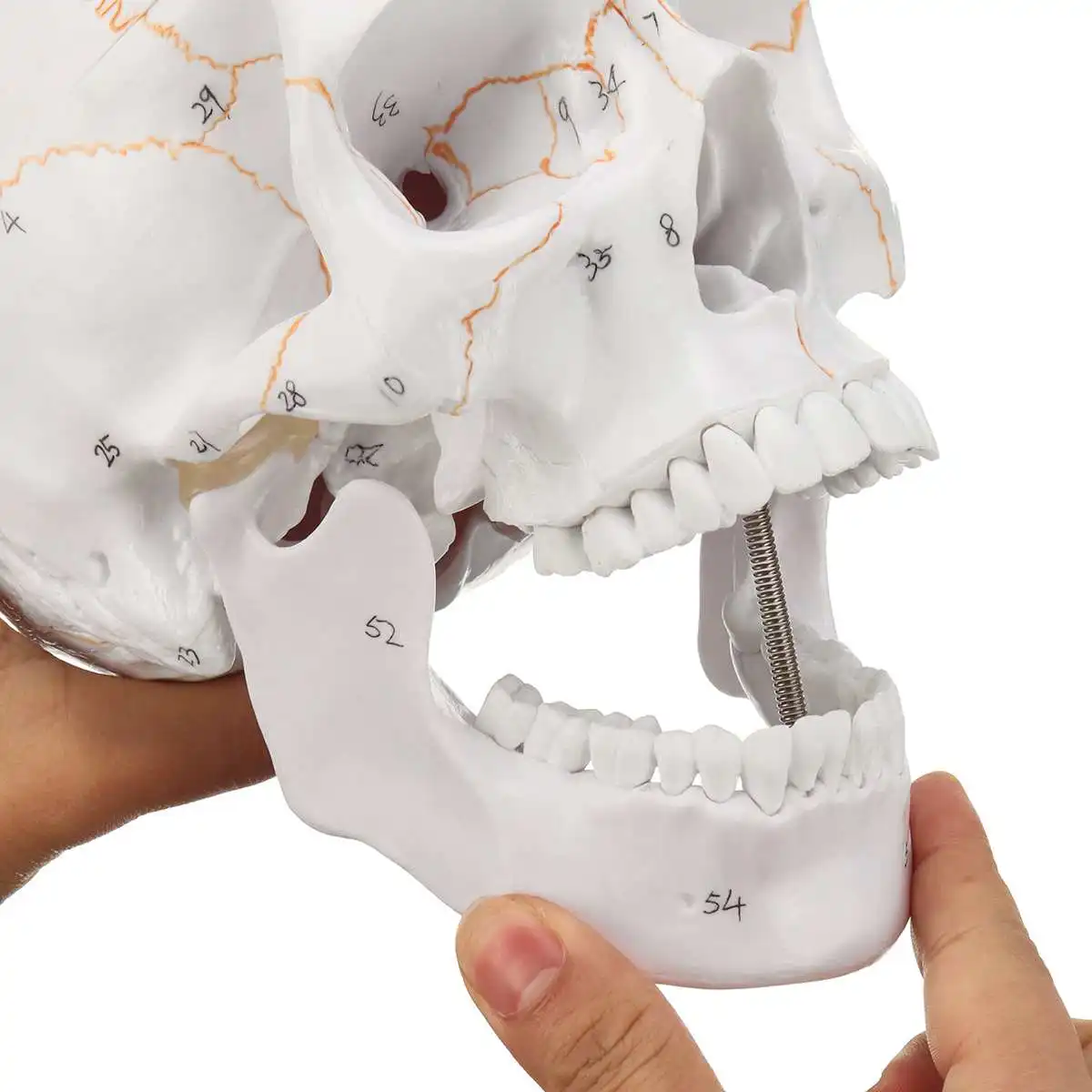  Head Skeleton Skull 1:1 Model Medical Science Teaching Life-size Skull for School Human Anatomy Pre - 32964426443