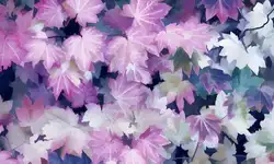 2018 прямые продажи Sementes 20 шт клён бонсай редкие в мире Канада прекрасный бонсай растения деревья "фиолетовый призрак"