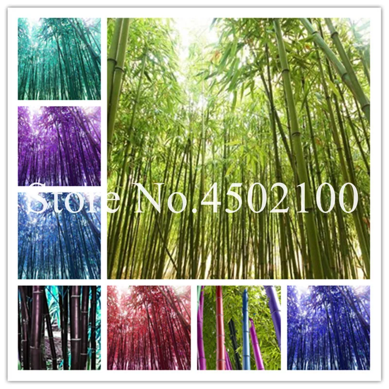 

50 Pcs Rare Black Timor Bamboo Bonsai, Bambusa Purple Colorful Bamboo Garden Planted Courtyard Bonsai Moso Tree plants