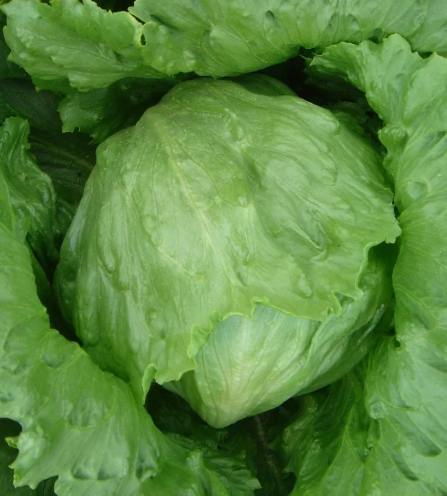 Manley lettuce bonsais 200pcs