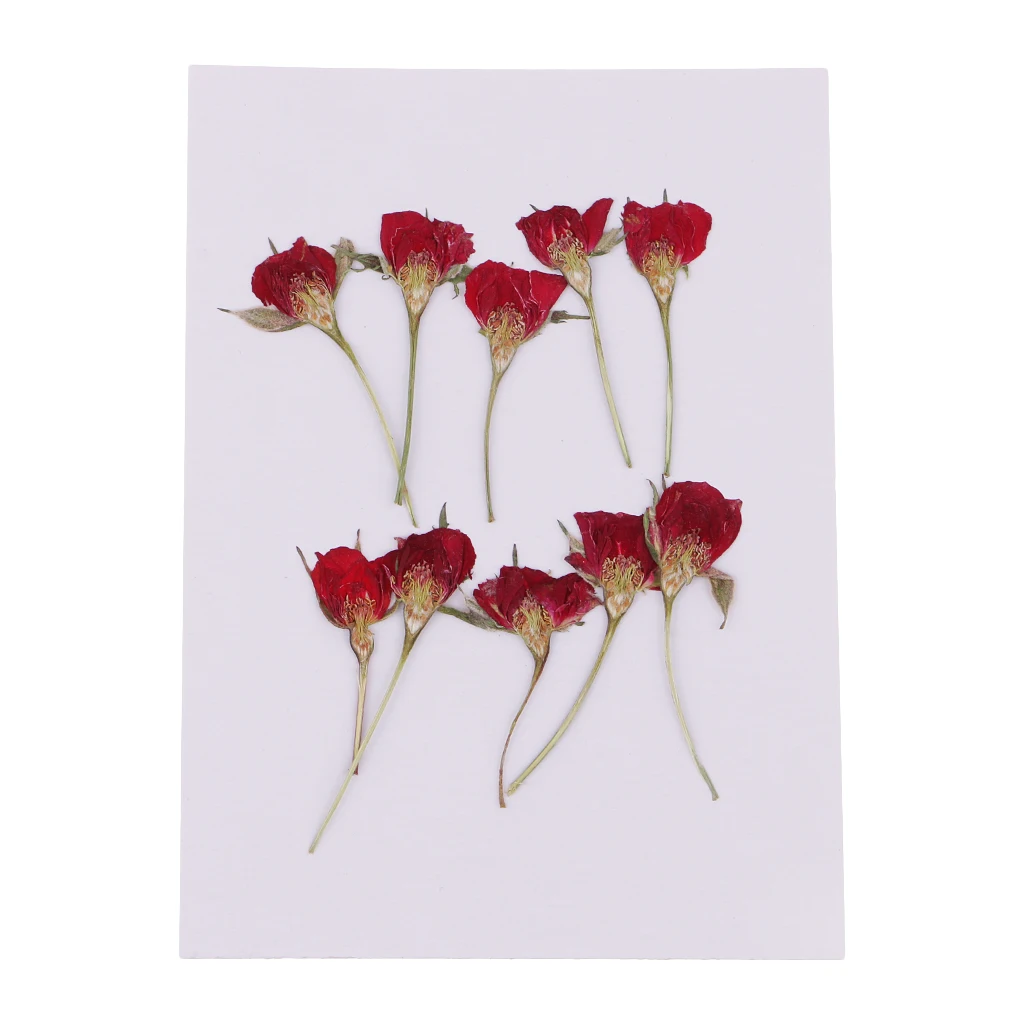 

10pcs Real Dried Flower Half Cut Rose For Resin Casting DIY Home Ornament