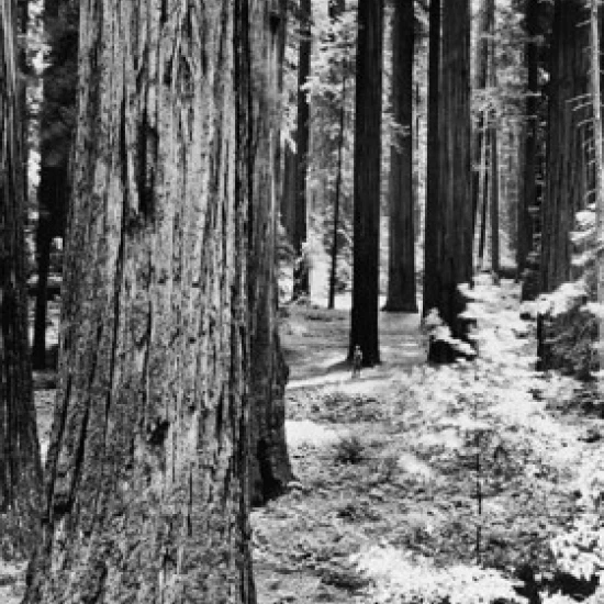 Giant Redwood trees in a forest California USA Poster Print (18 x 24) | Дом и сад