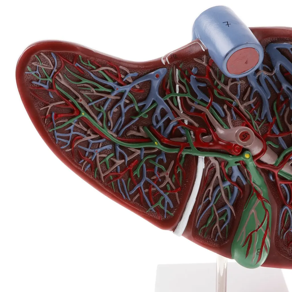  1.5x Magnification Human Liver Model Hepatic Anatomical Model for School Teaching Tool Learning Dis - 32973145799