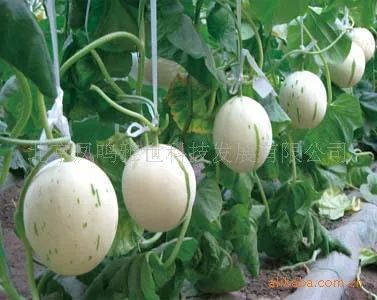 

Jingyu white melon bonsai 20 pcs meteor organic vegetable bonsai