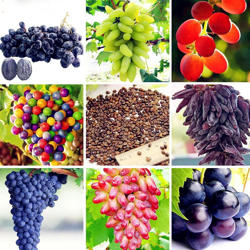 виноград (ягода). виноград ассорти. какого цвета бывает виноград. сорт винограда радужный. разные сорта винограда.