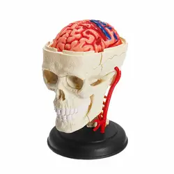 Игрушки для сборки головоломки/тело 39 шт Собранный Набор Череп и мозги нейроанатомическая модель медицинская наука
