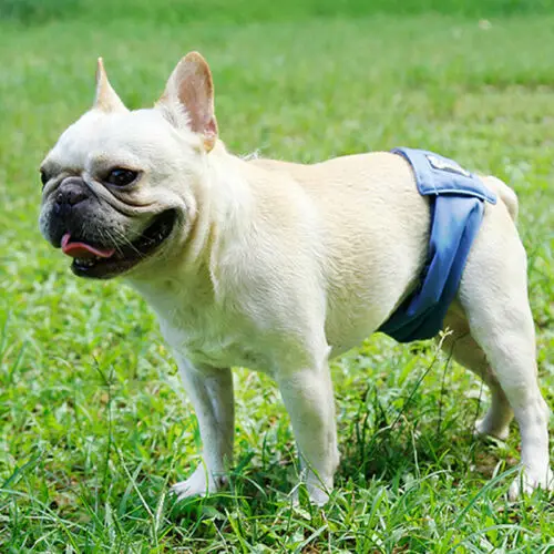 Домашнее Животное Мужская Собака физиологические брюки санитарный пояс хлопок пеленки нижнее белье для домашних собак