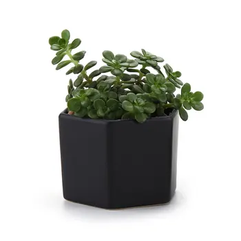 

Ceramic Six Semi Luster Surface Succulent Cactus Plant Pot Flower Pot/container/planter Matte Black
