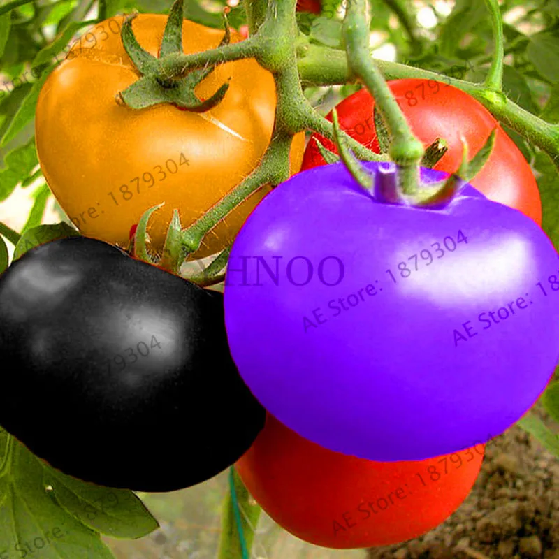 

Promotion!100 Rainbow dwarf tomato, rare tomato Plantas, bonsai organic vegetable & fruit Flores,plant for garden,#ZINEQU