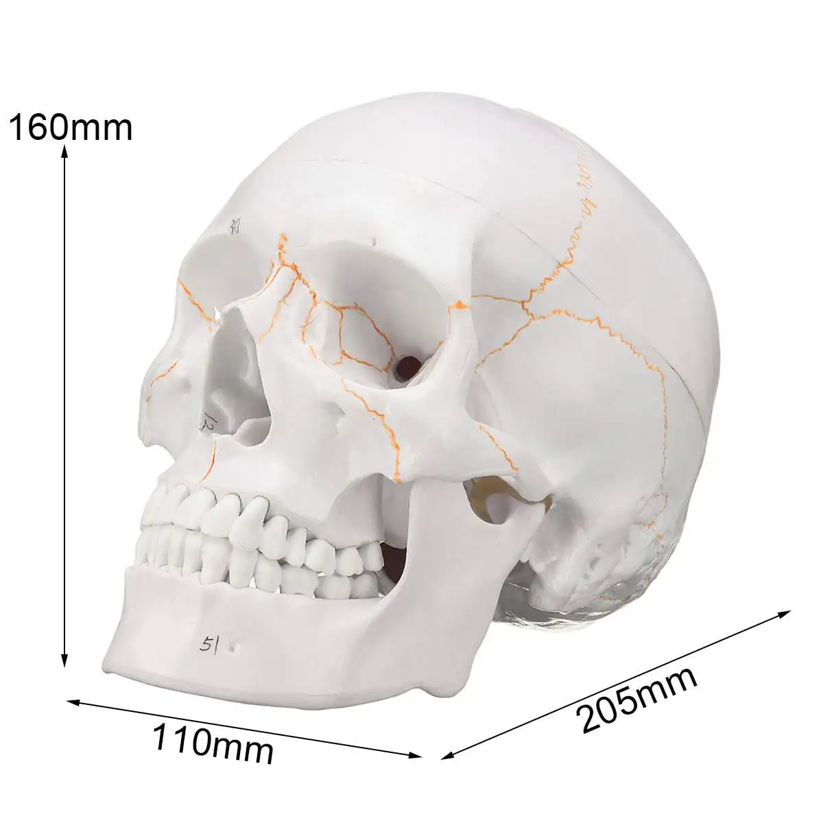Череп-скелет, 1:1, модель, медицинский, для обучения, в натуральную величину, череп для школы, Анатомия человека, точная, для взрослых, голова, медицинская модель