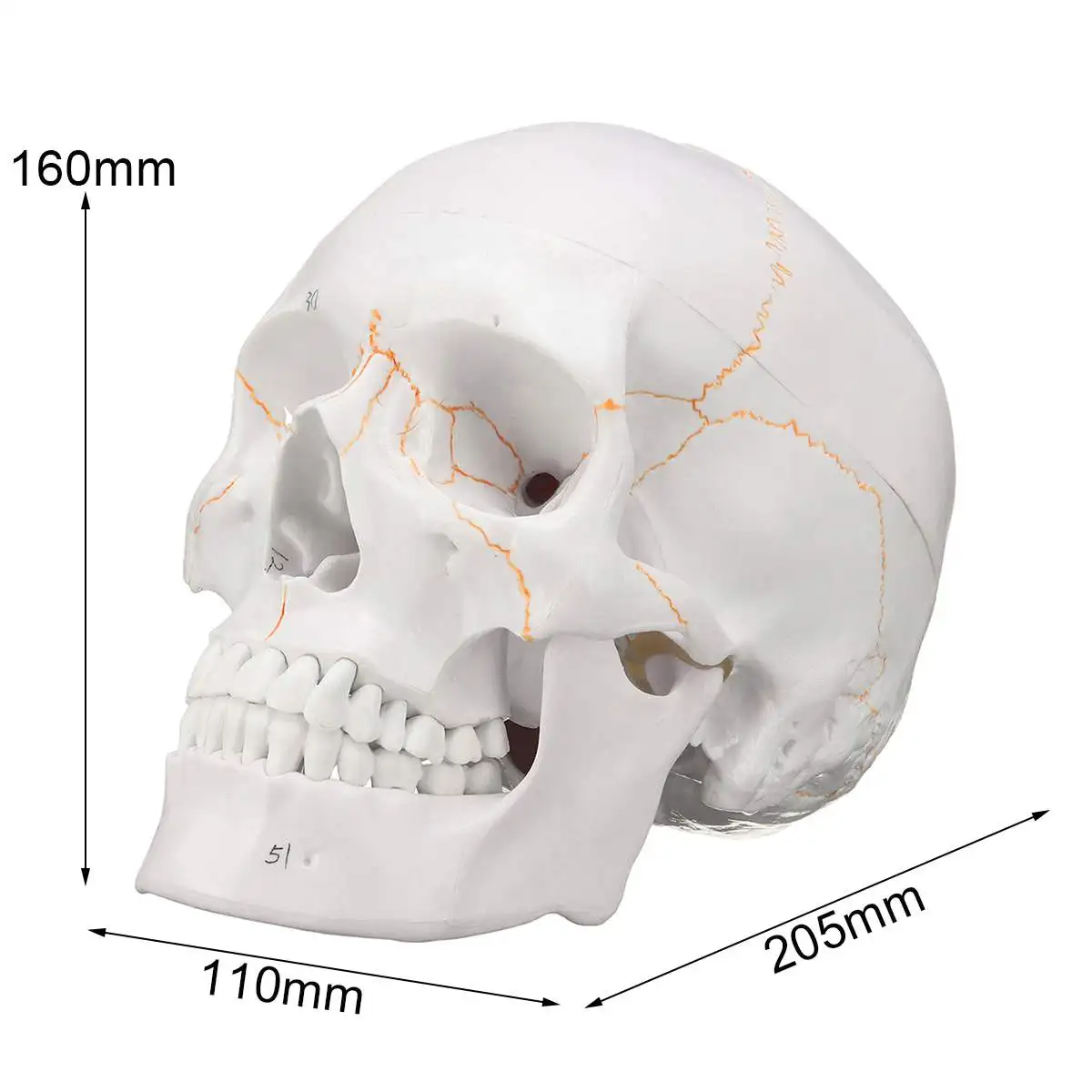 Head Skeleton Skull 1:1 Model Medical Science Teaching Life-size Skull for School Human Anatomy Pre - 32964426443
