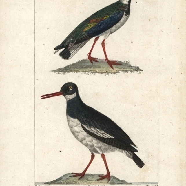 Северный Lapwing Vanellus и Eurasiana постер печать Florilegius Mary Evans (24X36) | Дом сад